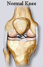 Normal Knee
